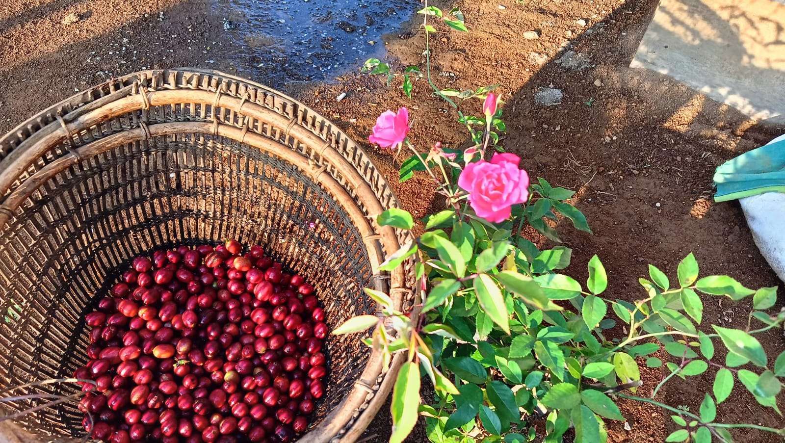 Kenaikan Harga Biji Kopi Menaik Pesat Parah Petani Ngeluh